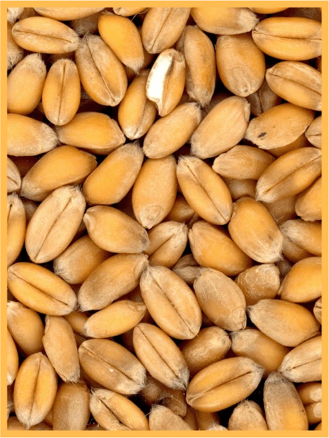 Wheat in close view.